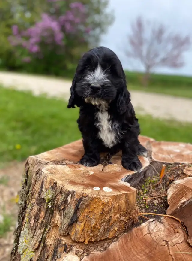 mini Cockapoo puppies  in Dogs & Puppies for Rehoming in Oakville / Halton Region - Image 10