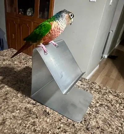 1 Yr Old Conure, View more