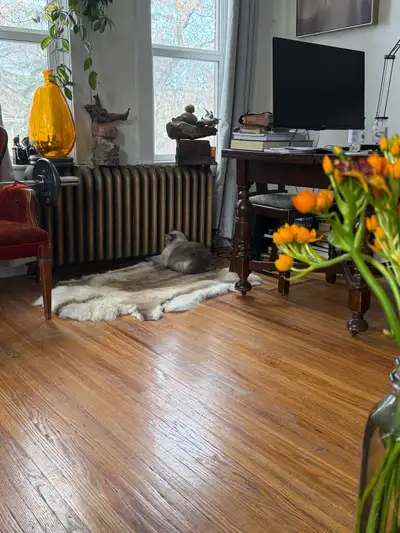 House and Business Cleaner, View more