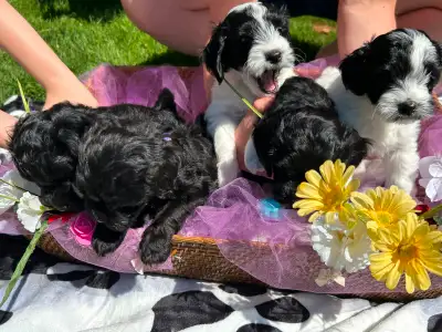 Rehome Havipoo puppies, View more