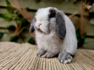 Male Holland Lop - 10 weeks old, View more