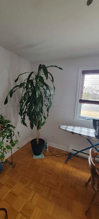 Plant 6'5''+ tall