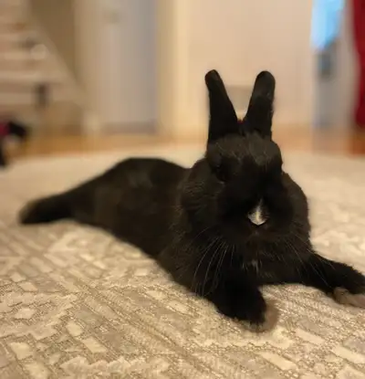 Gentle Netherland Dwarf rabbit looking for a new home!, View more