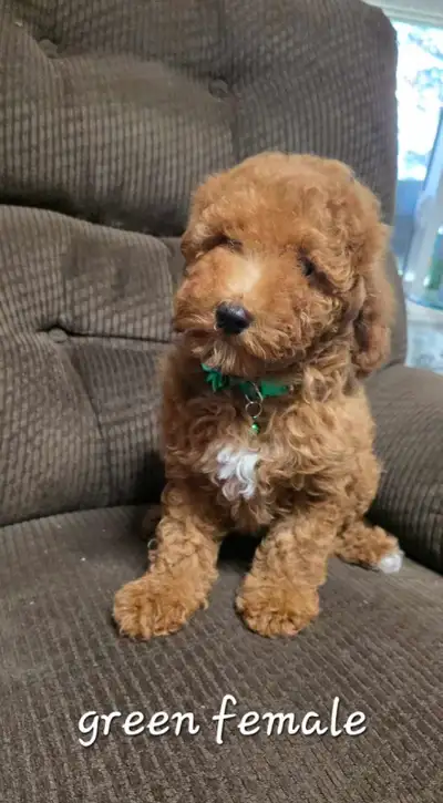 Canada Day Special $550 each AMAZING Cockapoo puppies available. Born April 16th - 1 female and 1 ma...
