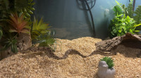 Hognose snake & enclosure