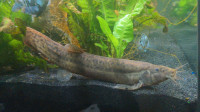 XL Water Loaches 
