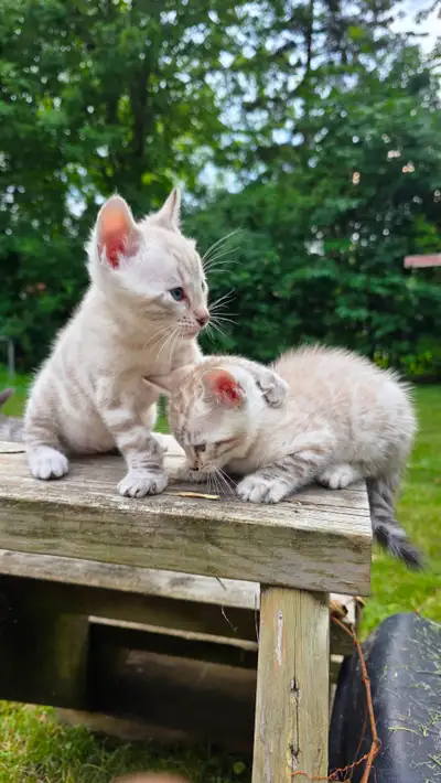 Chatons Bengal, View more