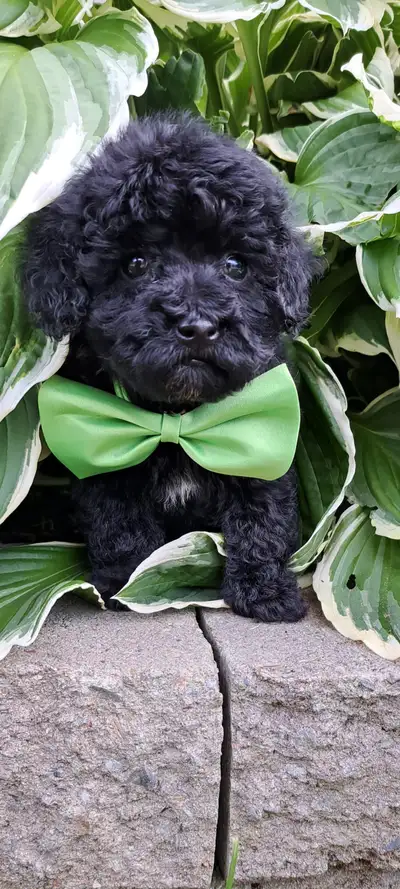 Yorkipoo, View more