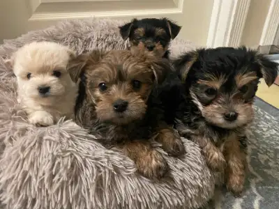 ❤️ Adorable Teddy Bear Biewer Yorkie  puppies, View more