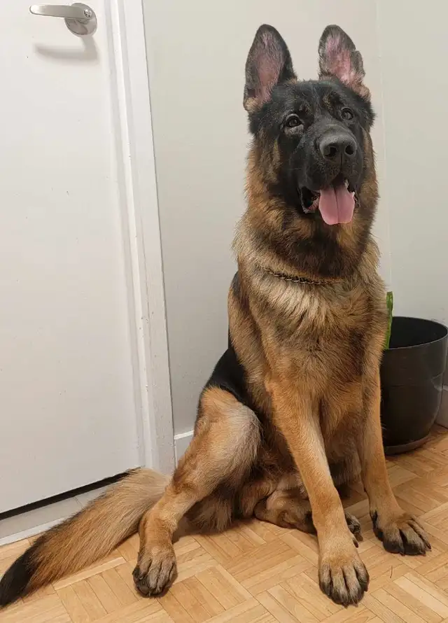 Available! CKC Female German Shepherd in Dogs & Puppies for Rehoming in Hamilton - Image 10