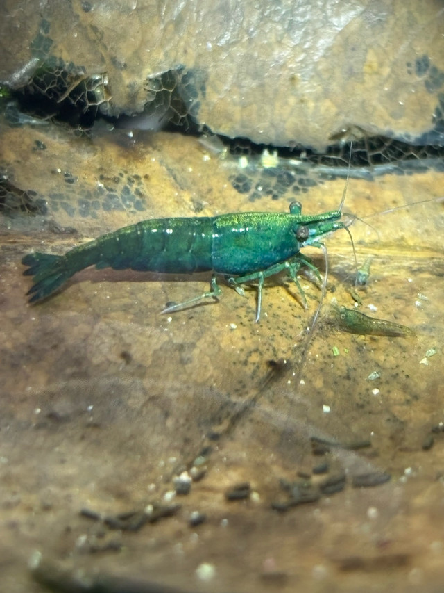green jade neocaridinas  in Fish for Rehoming in Red Deer
