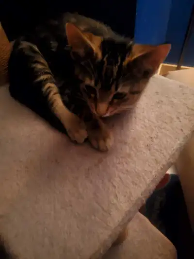 9 week old kittens, View more