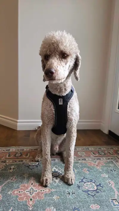 Dog harness, View more