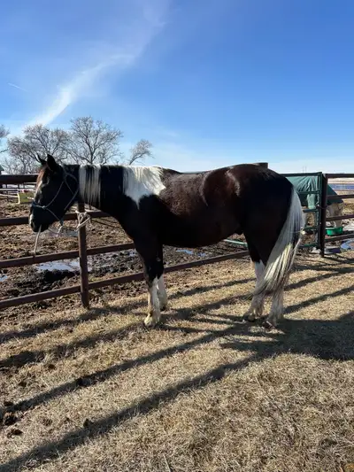 3 year old Gelding, View more