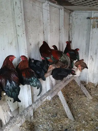 Partridge Chantacler Roosters., View more