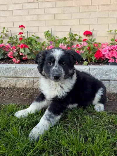 Border Collie puppies, View more