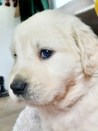 English Cream - Golden Retriever Pups, View more