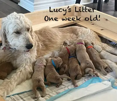 Goldendoodle puppies, View more