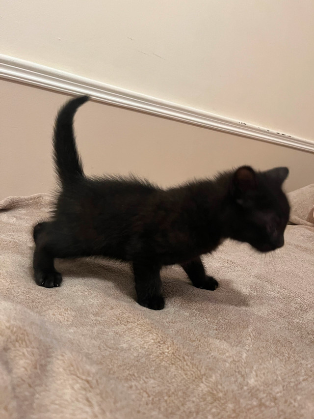 2 kittens in Cats & Kittens for Rehoming in Fredericton - Image 4