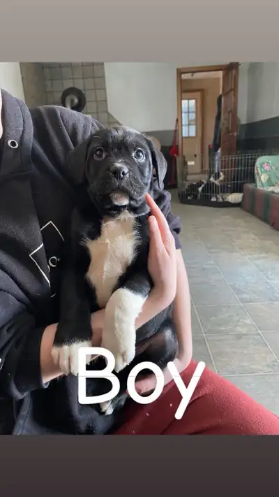 Boxer x Newfie … first shots and dewormed … ready to go asap .. very well behaved … only 3 left !!!