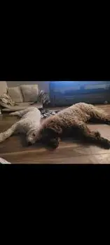 Goldendoodle 3 ime generation in Dogs & Puppies for Rehoming in Gatineau - Image 5