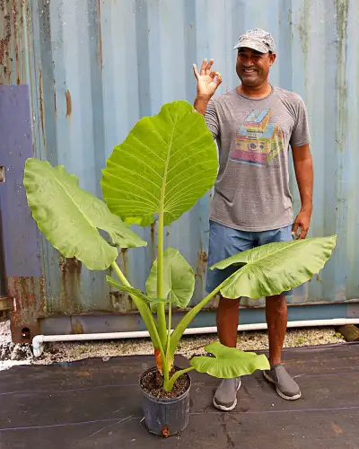 alocasia borneo lime lemon, View more