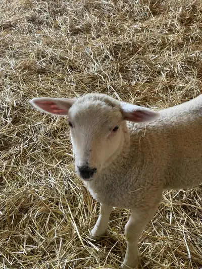 Rideau Ram Lamb, View more