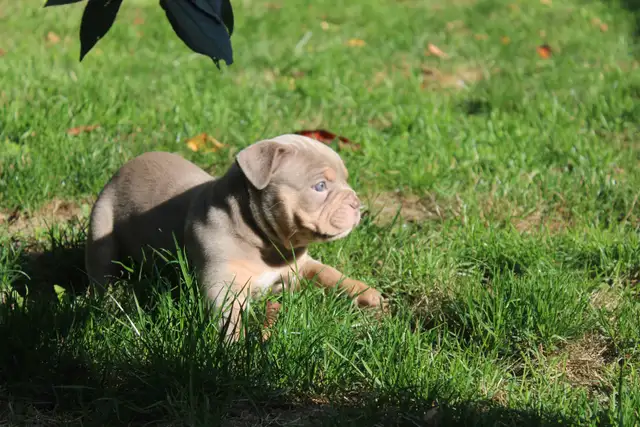 olde English bulldog/ olde bulldog bulldogge in Dogs & Puppies for Rehoming in Delta/Surrey/Langley - Image 2