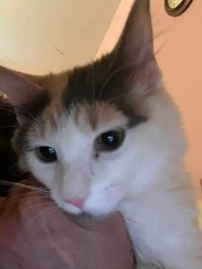 6month old female kitten, View more