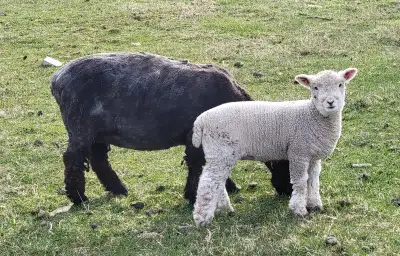 Pure Babydoll ewe lamb, ready to go next week. Both parents are registered, she is not but I'm happy...