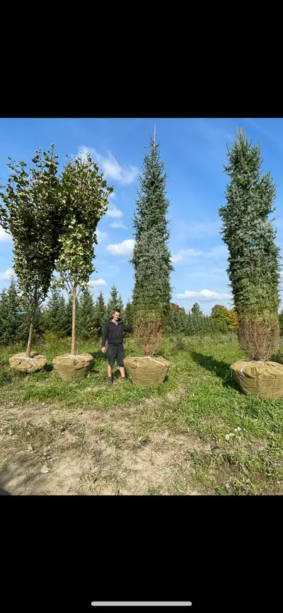 Mature Evergreens ( instant privacy ) , View more
