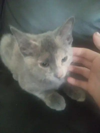 Siamese mix kittens, View more
