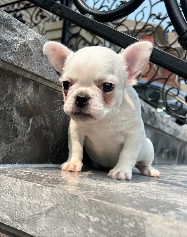 French Bulldog Female in Dogs & Puppies for Rehoming in Oakville / Halton Region - Image 7