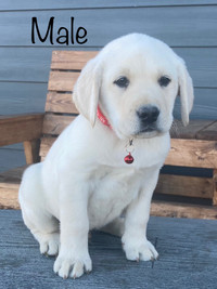 ALL SOLD ~Adorable English lab puppies