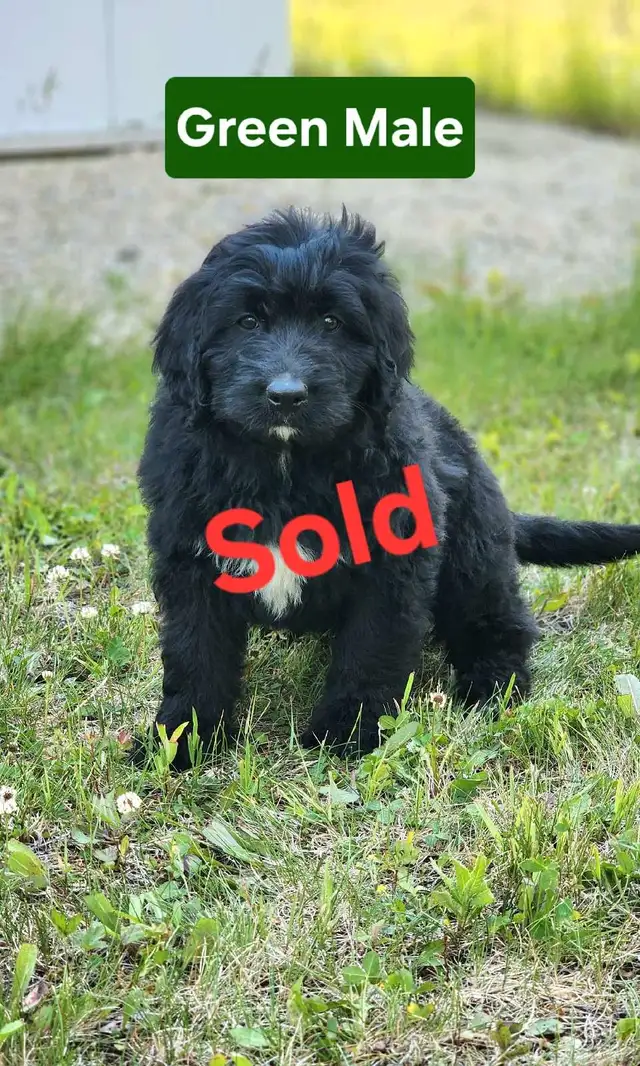 Bernedoodle Puppies in Dogs & Puppies for Rehoming in Thunder Bay - Image 6