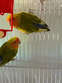 HEALTHY AND BEAUTIFUL LOVEBIRD PAIR FOR REHOMING
