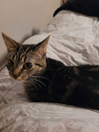 Female Tabby for rehoming 