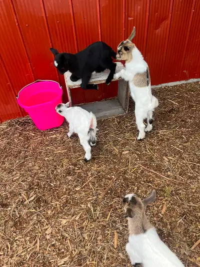 Goats in livestock, View more