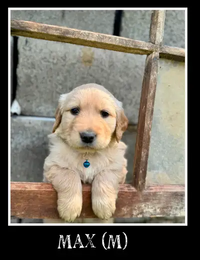 purebred Gooden Retriever puppies Ready Today! !, View more