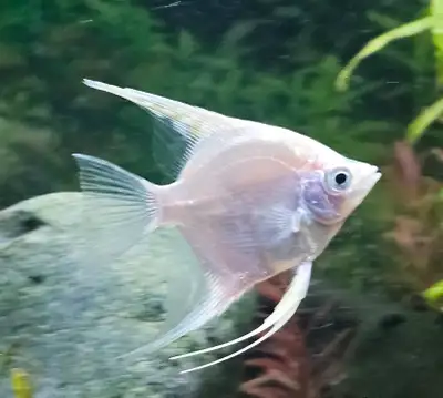 Platinum Angelfish, View more