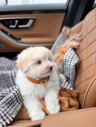 Cavapoo Puppy For Rehoming ., View more