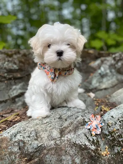 ✨ Élevage Blanc Doux vous présente…un chiot mâle Bichon Maltais pure race Prêt à l’adoption (Boucher...