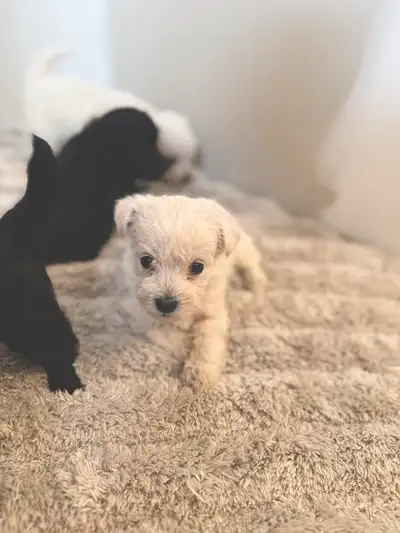 Beautiful Poodle cross West Highland Terrier puppies looking for new homes! These little ones have b...