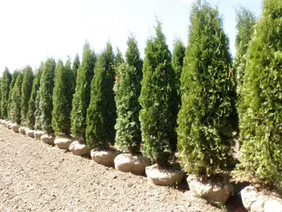 Local Grown Cedars Boxwoods Yews Japanese Maple Trees, View more