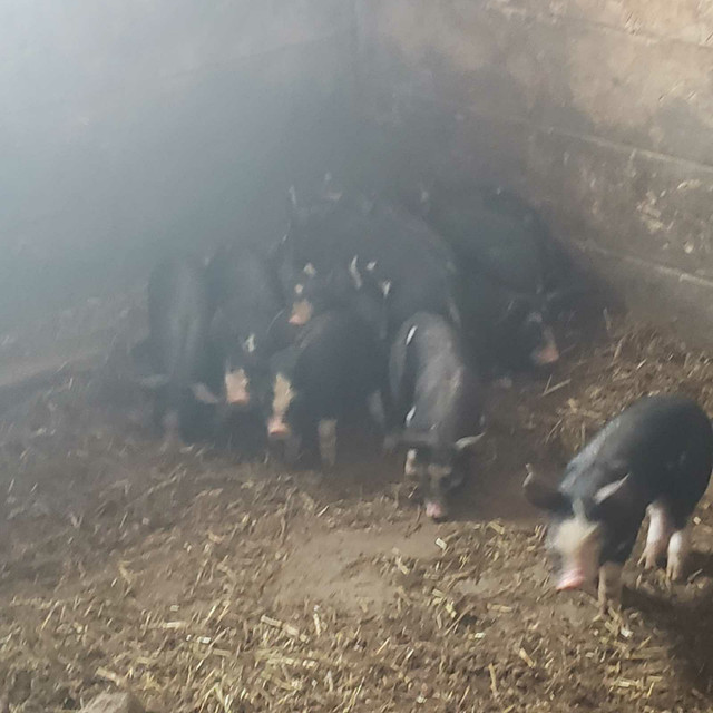 Berkshire piglets in Livestock in Muskoka