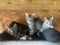 Bengal x kittens