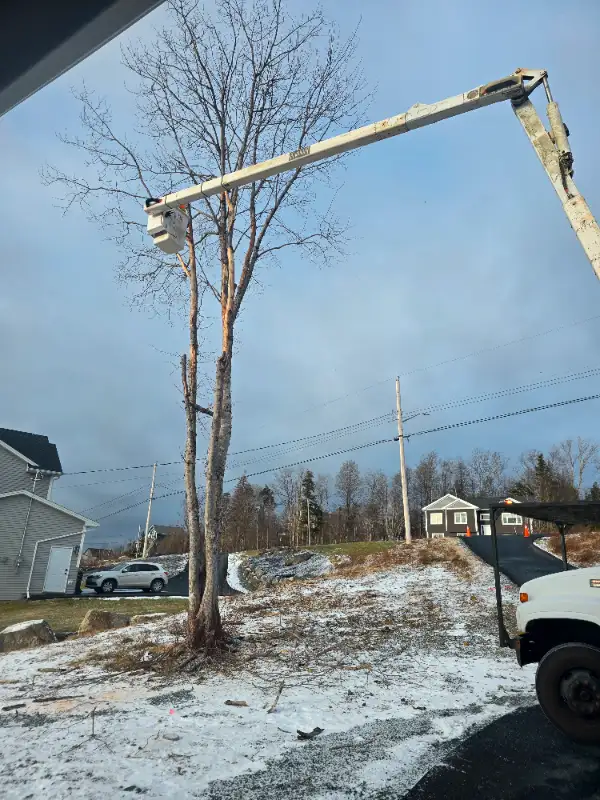 SPRINGTree & Brush  Cutting Chipping  902-222-5986 in Lawn, Tree Maintenance & Eavestrough in Bedford - Image 5