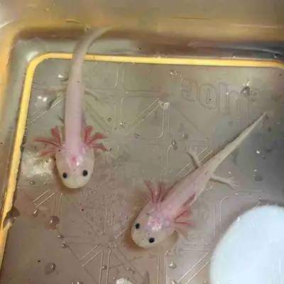 2 baby leucistic axolotls for sale. Roughly 3 1/2 inches long. Eating small worms. Pick up in Guelph