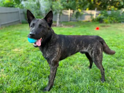 Purebred Dutch Shepherd – BH/VT (GSSCC Certified) – High Drive, View more