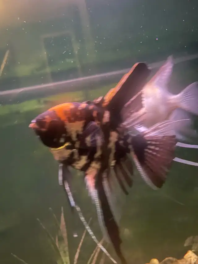 5 Angelfish (3 Males, 2 Females) – $100 for the Group | Healthy in Fish for Rehoming in London - Image 3